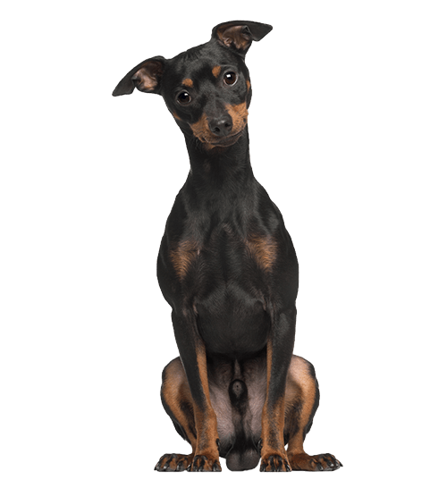 Le Pinscher nain, un chien de petite taille au fort caractère