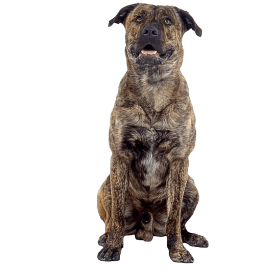 Le Cão Fila (Fila de Sao Miguel), un chien robuste en connexion avec son maître