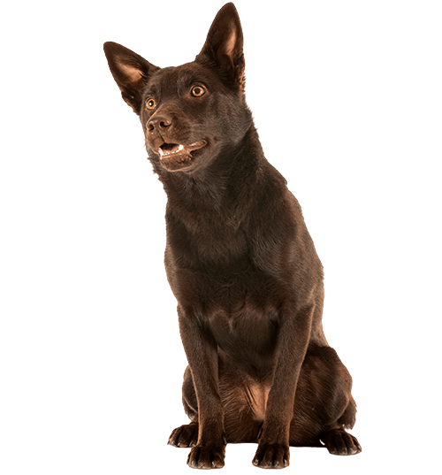 Le Kelpie, un chien de caractère actif et proche de son maître