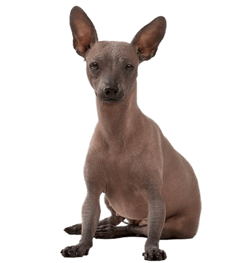 Le Chien nu du Mexique (Xoloitzcuintle), une race dynamique