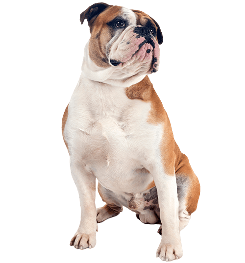 Le Bulldog Continental, un chien autonome encore peu répandu
