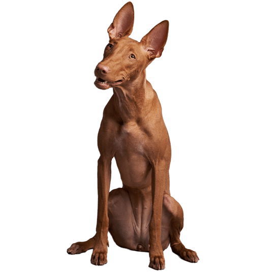 Un chien de race chien du pharaon est assis devant un fond blanc