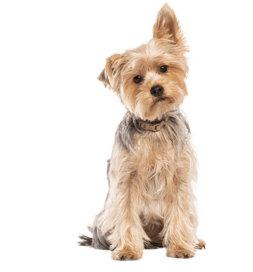 Le Yorkshire terrier, un chien de petite taille avec un caractère de grand