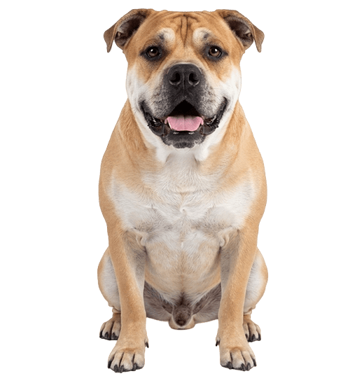 Le Dogue de Majorque, un chien affectueux au physique de molosse