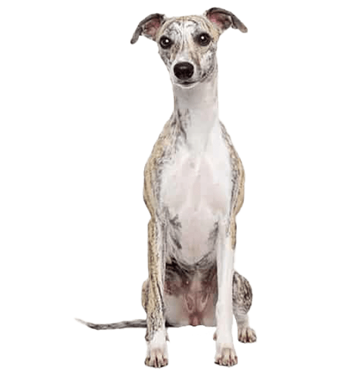 Le Whippet, un chien sportif au tempérament calme
