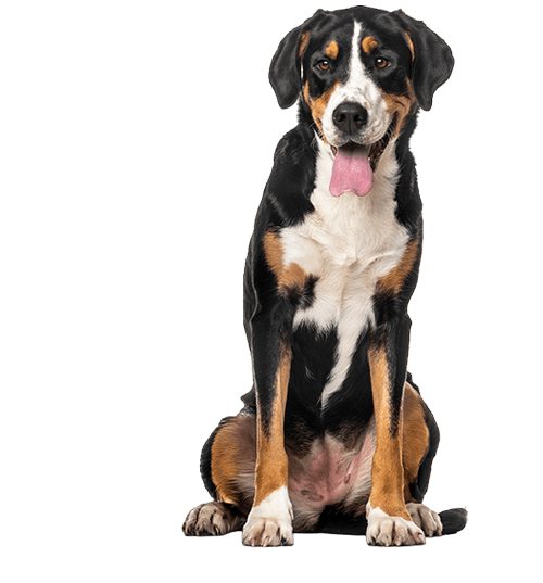 Le Grand Bouvier Suisse, un chien sensible dans un corps de géant