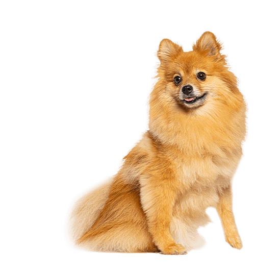 Le Spitz Allemand nain, un petit chien vif et intelligent