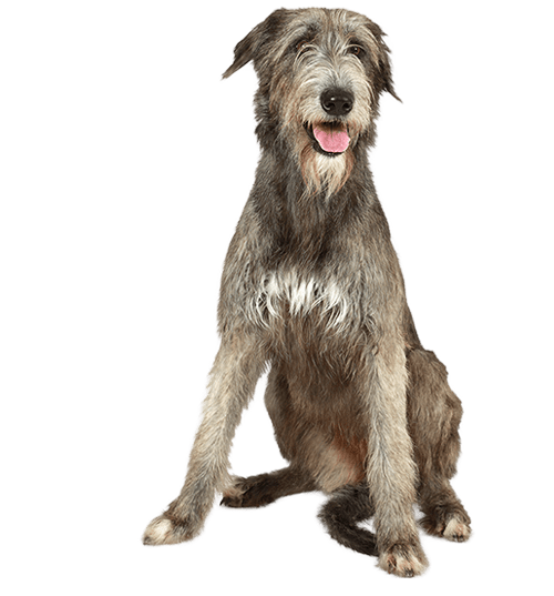 L’Irish Wolfhound (Lévrier Irlandais) : un géant avec un cœur de sensible
