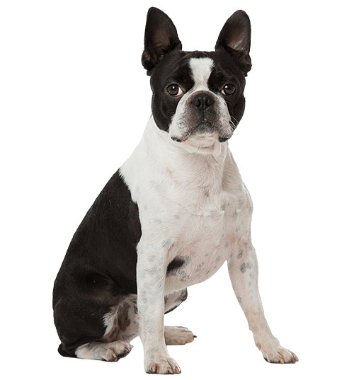 Le Boston Terrier, un petit molosse joyeux