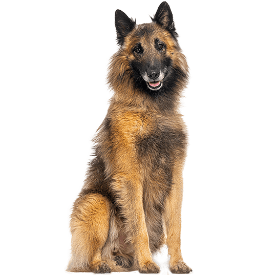 Le Berger Belge Tervueren, un chien polyvalent et sensible