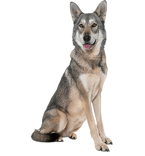 Le Chien-loup de Saarloos, une race de chien pour une famille à l’écoute