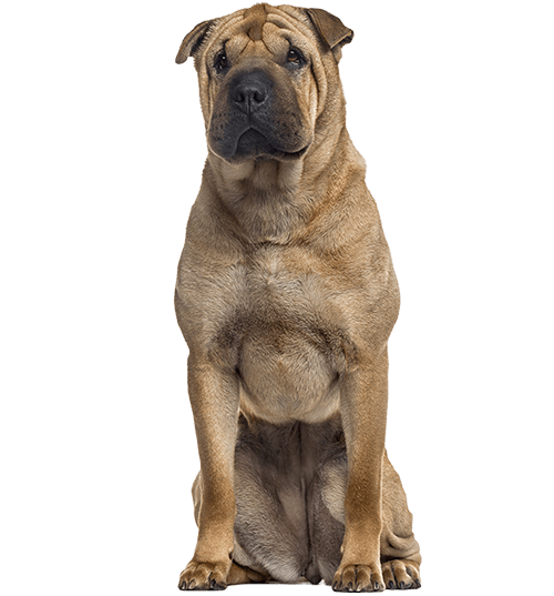 Le Shar Pei (ou Sharpeï) : un chien ancestral à plis