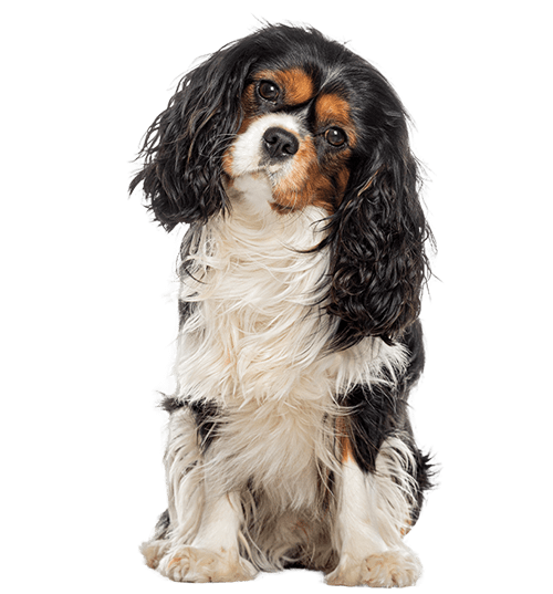 Le Cavalier King Charles, un chien affectueux et facile à vivre !