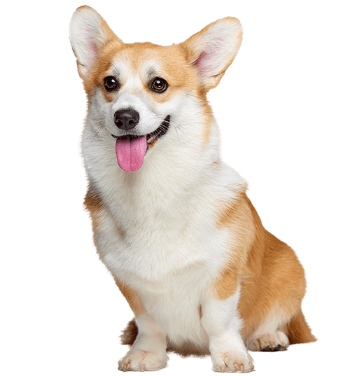 Le Corgi, un petit chien de berger avec le mental d’un grand
