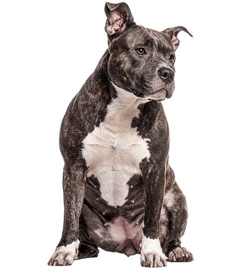 L’American Bully : un chien joueur non reconnu