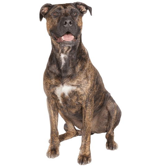 L’Alano Espagnol, un chien extraordinaire aux multiples capacités