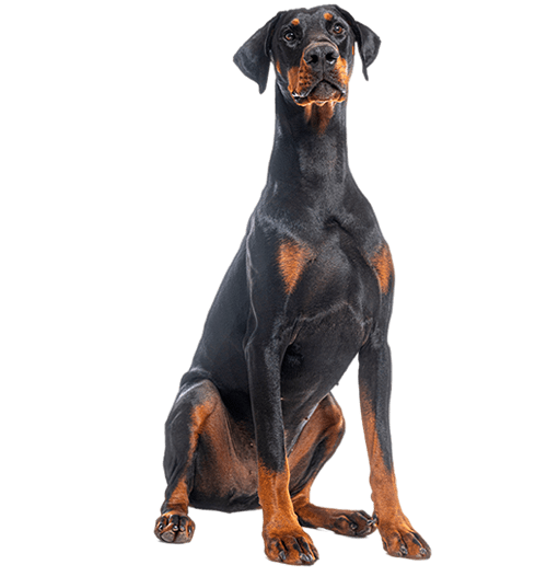 Le Dobermann, un chien aussi fort que sensible