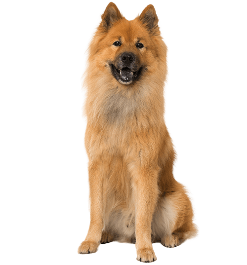 L’Eurasier, un chien indépendant victime de clichés