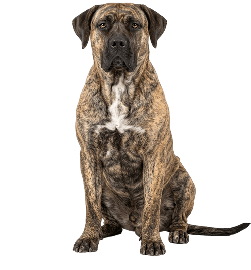 Le Presa Canario, un chien actif qui a besoin d’équilibre