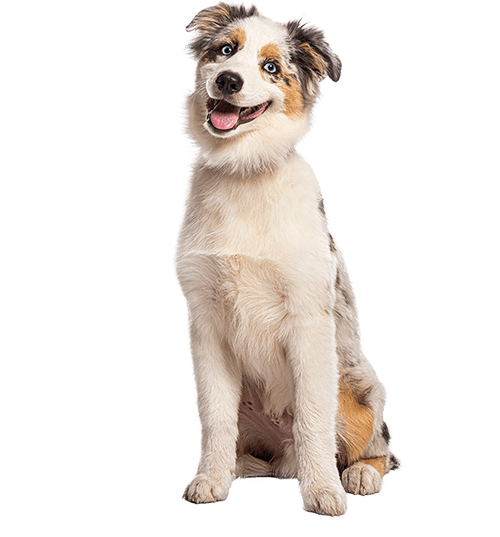 Le Berger Américain miniature : un petit chien qui a tout l’air d’un grand !
