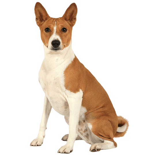 Le Basenji : un petit chien vif et espiègle