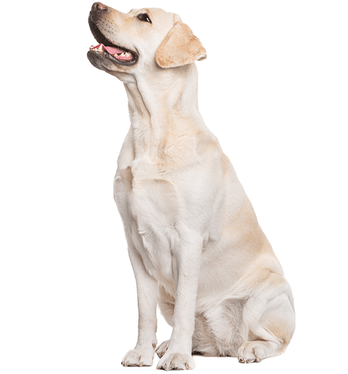 Le Labrador Retriever, un chien polyvalent victime de préjugés !