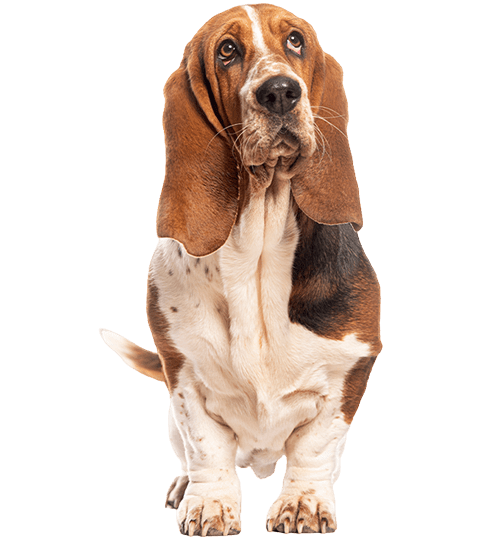 Le Basset Hound, un chien actif et très sociable