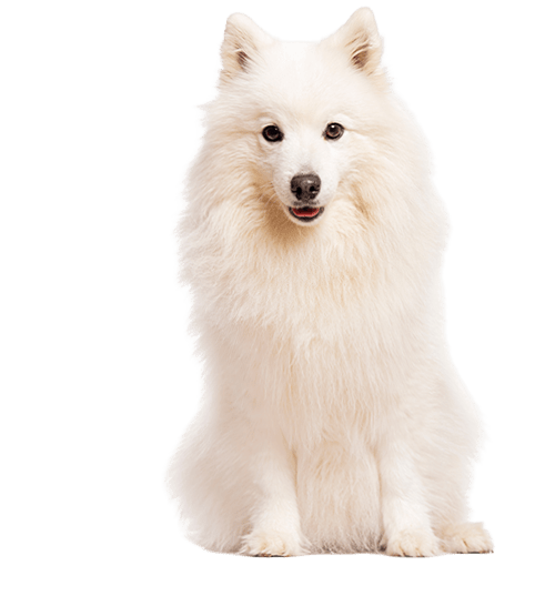 Le Spitz japonais, un chien de famille intelligent et actif