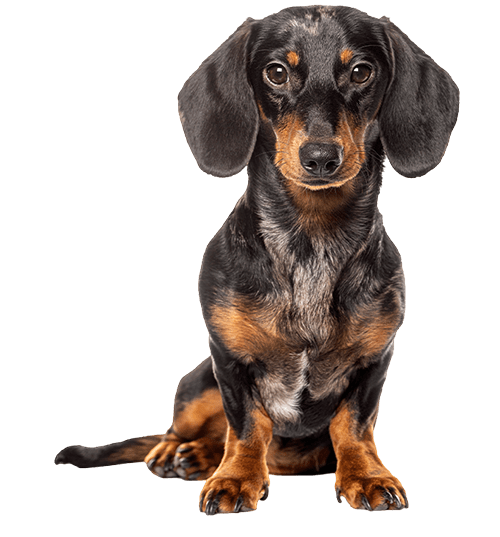 Le Teckel, un petit chien de chasse au caractère affirmé