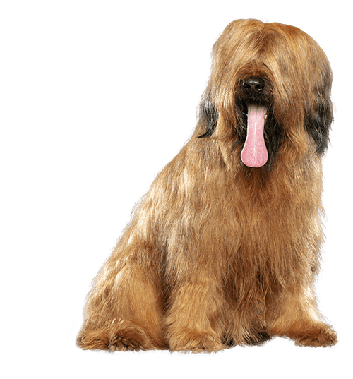 Le Briard, un chien de berger intelligent aux multiples aptitudes