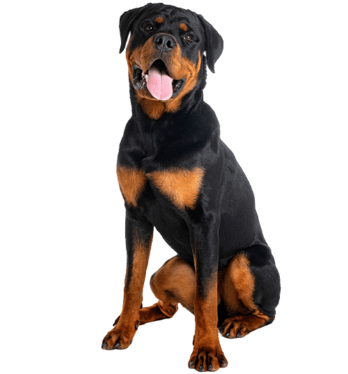 Le Rottweiler, un chien puissant au tempérament énergique !