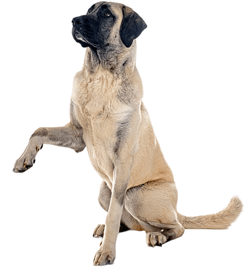 Le Kangal, un chien de berger pour un maître leader