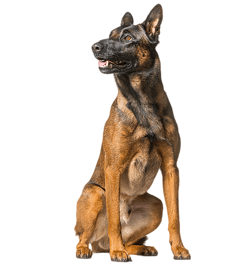 Le Malinois, un chien actif et pertinent !