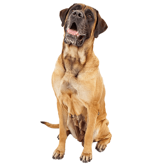 Le Mastiff, un chien très sensible