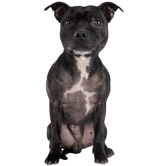 Le Staffie, une boule d’amour victime d’idées reçues