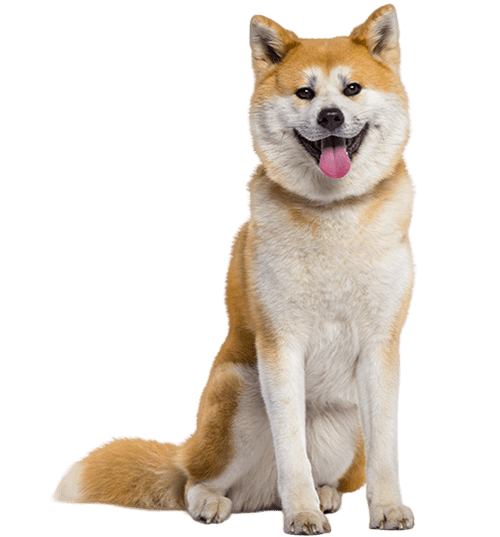 L’Akita Inu, un chien qui s’adapte au fonctionnement/caractère de son maître !