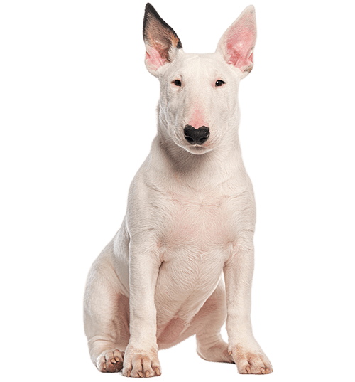 Le Bull Terrier, un chien de compagnie idéal !