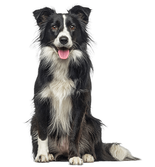 Le Border Collie, un compagnon fidèle et loyal