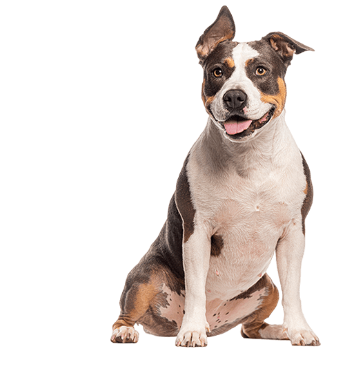 L’American Staff, ce chien très sociable victime d’une mauvaise image