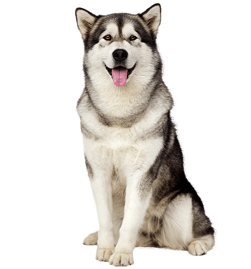 Le Malamute d’Alaska, un compagnon intelligent et dévoué