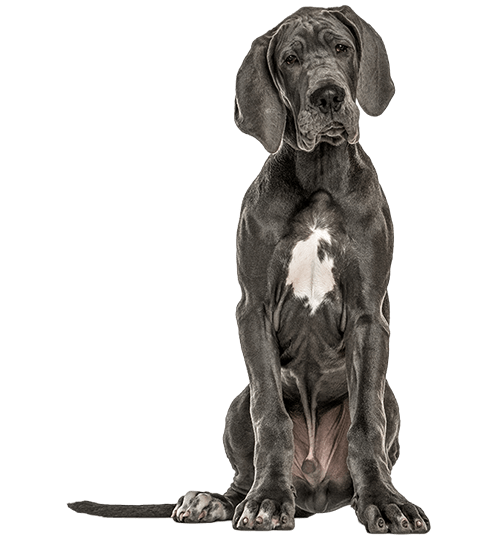 Le Dogue Allemand, un chien calme mais puissant