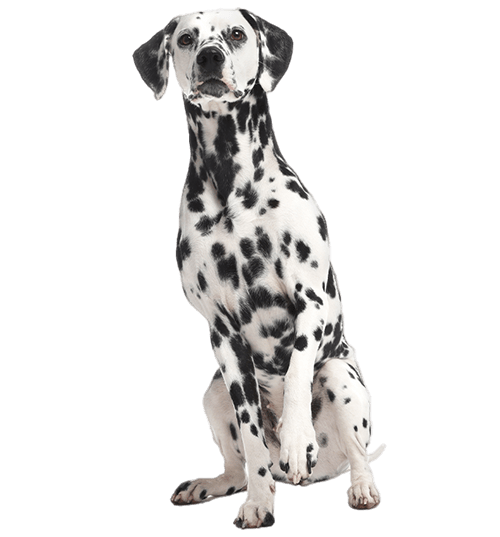 Le Dalmatien, un chien sensible victime de préjugés