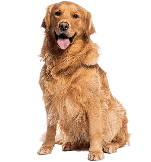 Le Golden Retriever, un chien jovial aux multiples talents