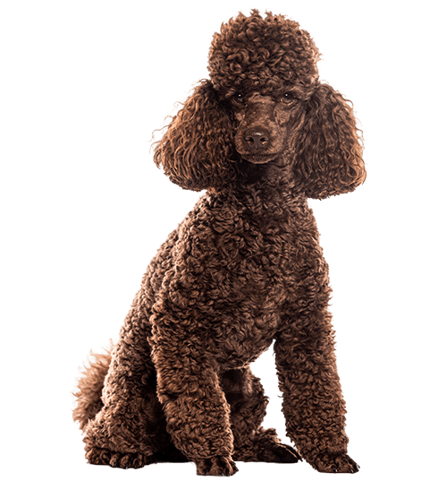 Le Caniche, un chien à sortir et à redécouvrir