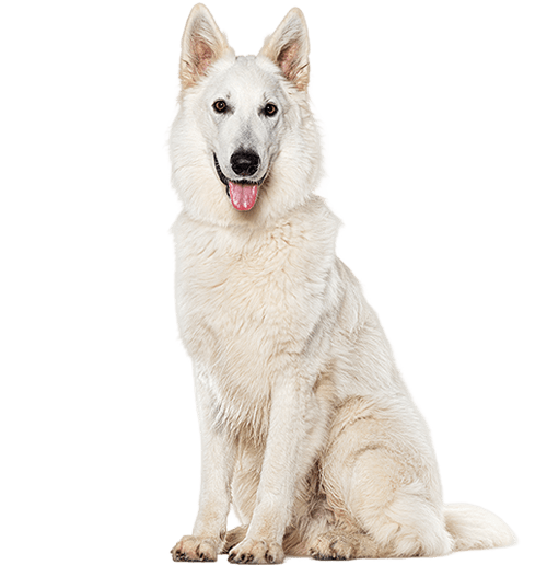 Le Berger Blanc Suisse, un chien puissant et très attachant