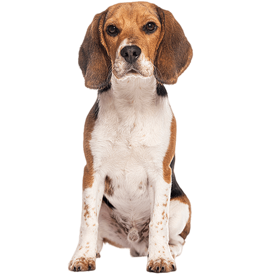 Le Beagle, un chien qui aime être entouré