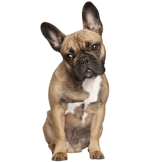 Le Bouledogue Français, un chien affectueux qui aime jouer
