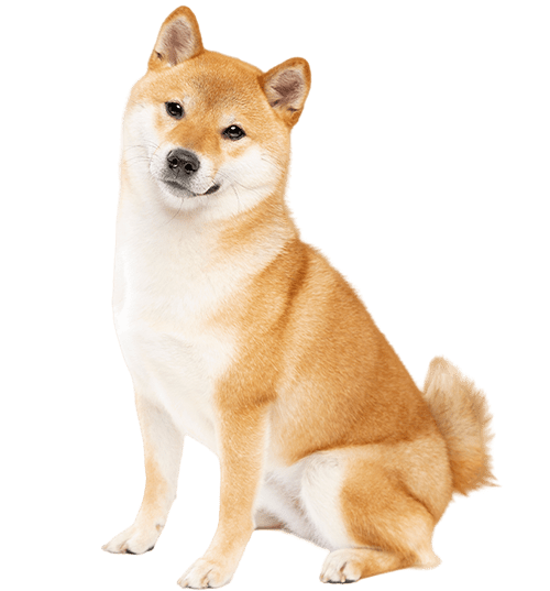Le Shiba Inu, un compagnon loyal