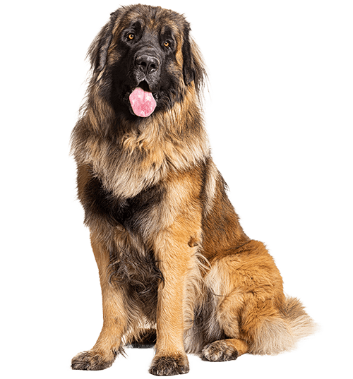 Le Leonberg, un géant au grand cœur