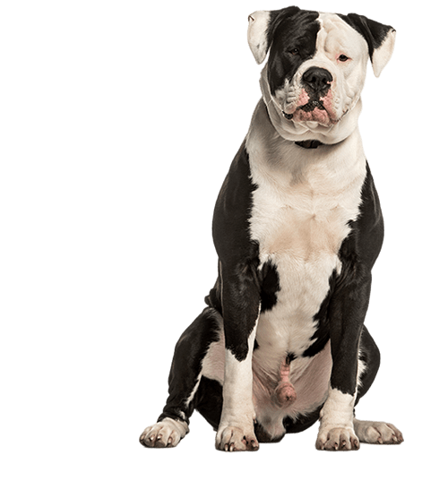 Le Bouledogue Américain, un modèle de loyauté